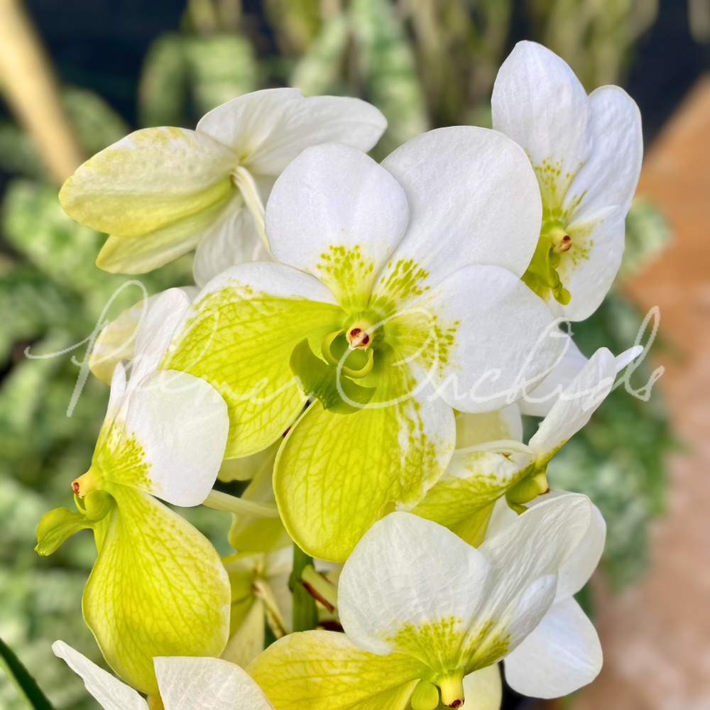 Vanda Pure's Wax No. 74 — Palmer Orchids